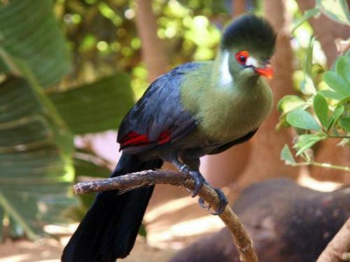 Turaco Bird - Turaco Bird