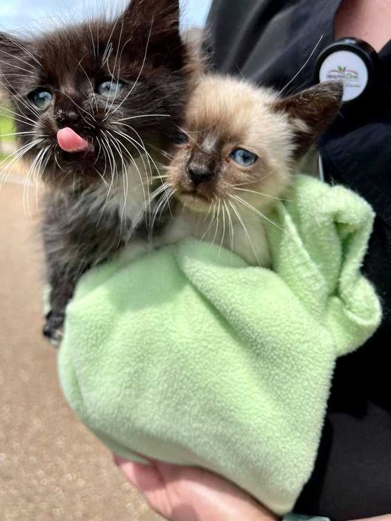 Two kittens who were rescued by a member of an animal rescue group Two kittens who were rescued by a member of an animal rescue group