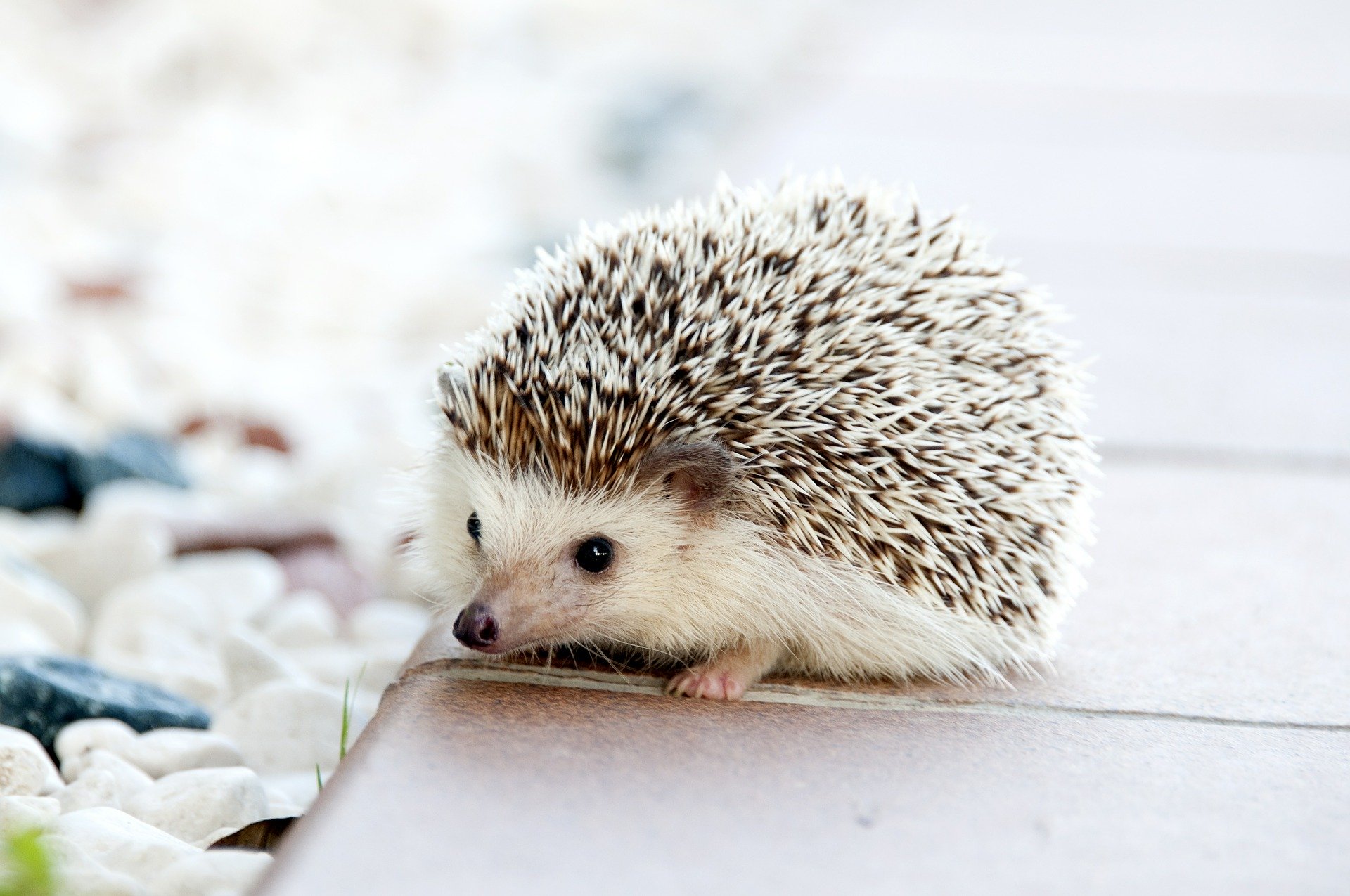 Photo Credit: Pixabay. I have no reason for choosing this photo. I just love hedgehogs. Photo Credit: Pixabay. I have no reason for choosing this photo. I just love hedgehogs.