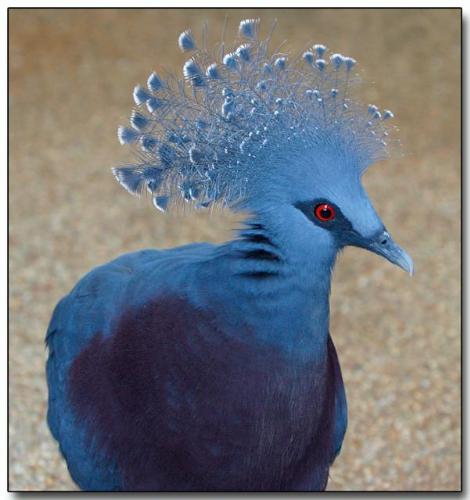 Victoria Crowned Pigeon - Victoria crowned pigeon
