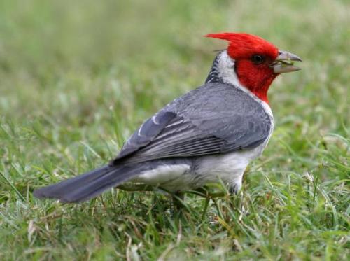Beautiful Bird - beautiful bird, unknown name