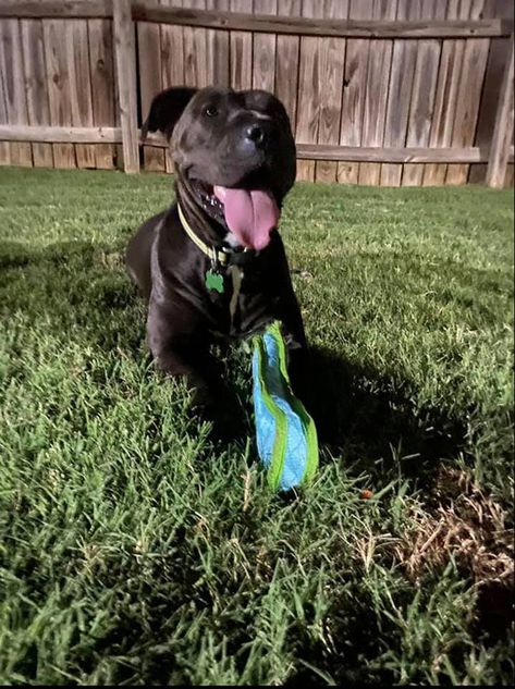 A mixed Pit Bull and Bull Terrier finds a home in Phenix City Alabama A mixed Pit Bull and Bull Terrier finds a home in Phenix City Alabama
