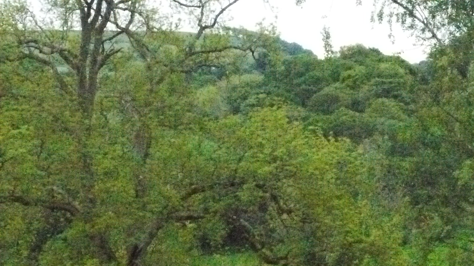 Photo taken by me – Trees at Bolton Abbey