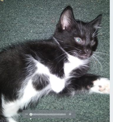twoey kitten twoey kitten