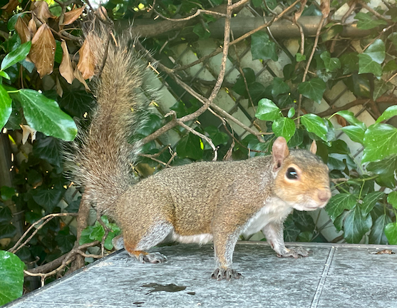 One of "my" squirrels who comes by for a peanut or two.  Photo taken by and the property of FourWalls.