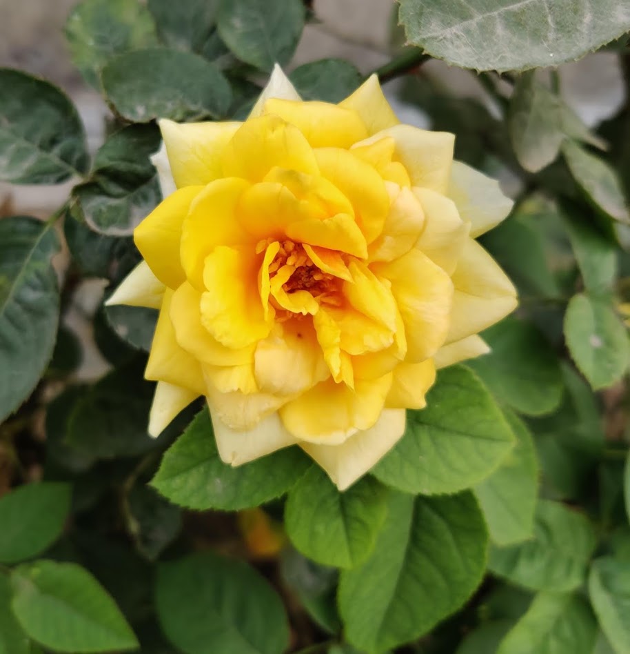 Rose in my garden Rose in my garden