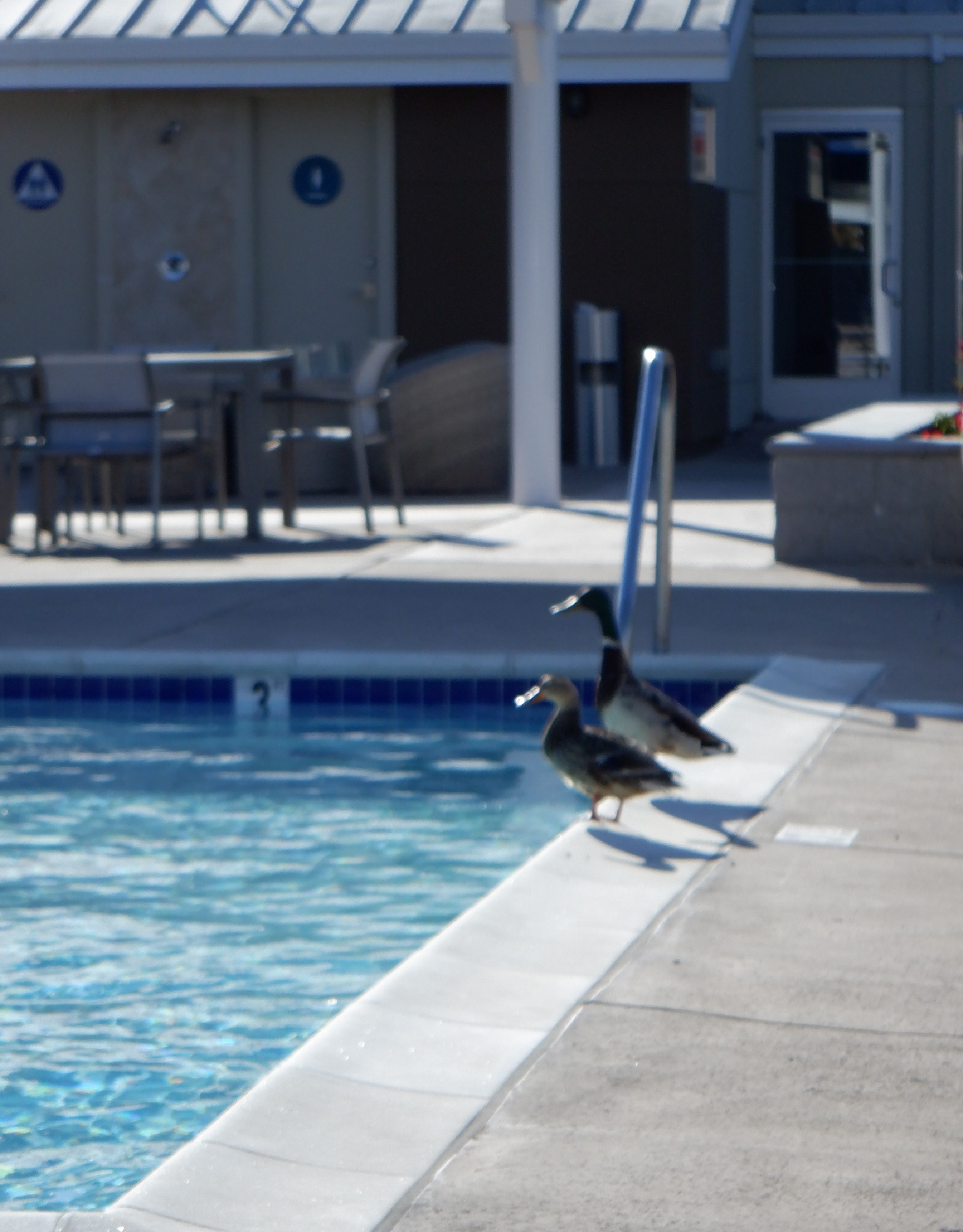 Photo I took of the mallards at the pool 6-9-21 Photo I took of the mallards at the pool 6-9-21