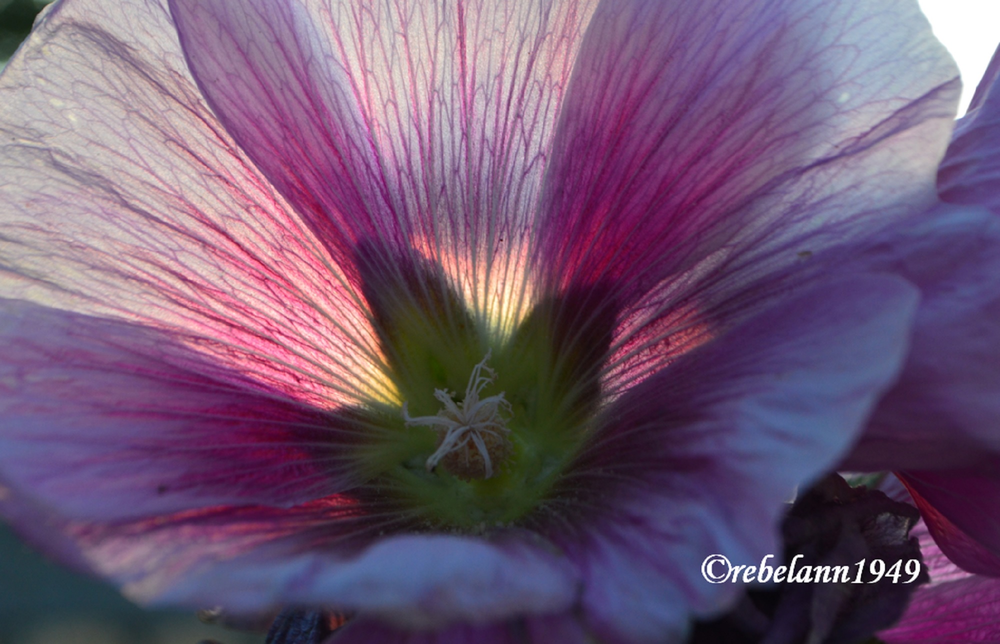 I took this shot this morning at sunrise with the sun behind this hollyhock