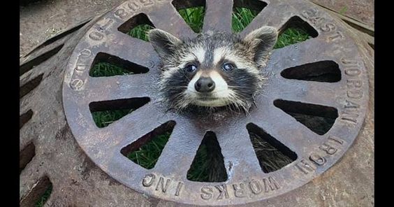 Baby squirrel stuck in a sewer cover in Michigan on Friday morning Baby squirrel stuck in a sewer cover in Michigan on Friday morning