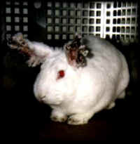 So Cute - Rabbit