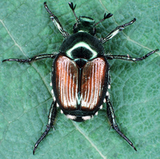 Beetles - Beetle