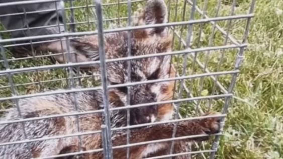 A small fox inside of a cage in New Jersey A small fox inside of a cage in New Jersey