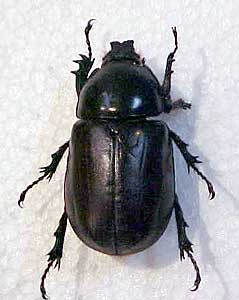 Tiny But Sophisticated - Beetle