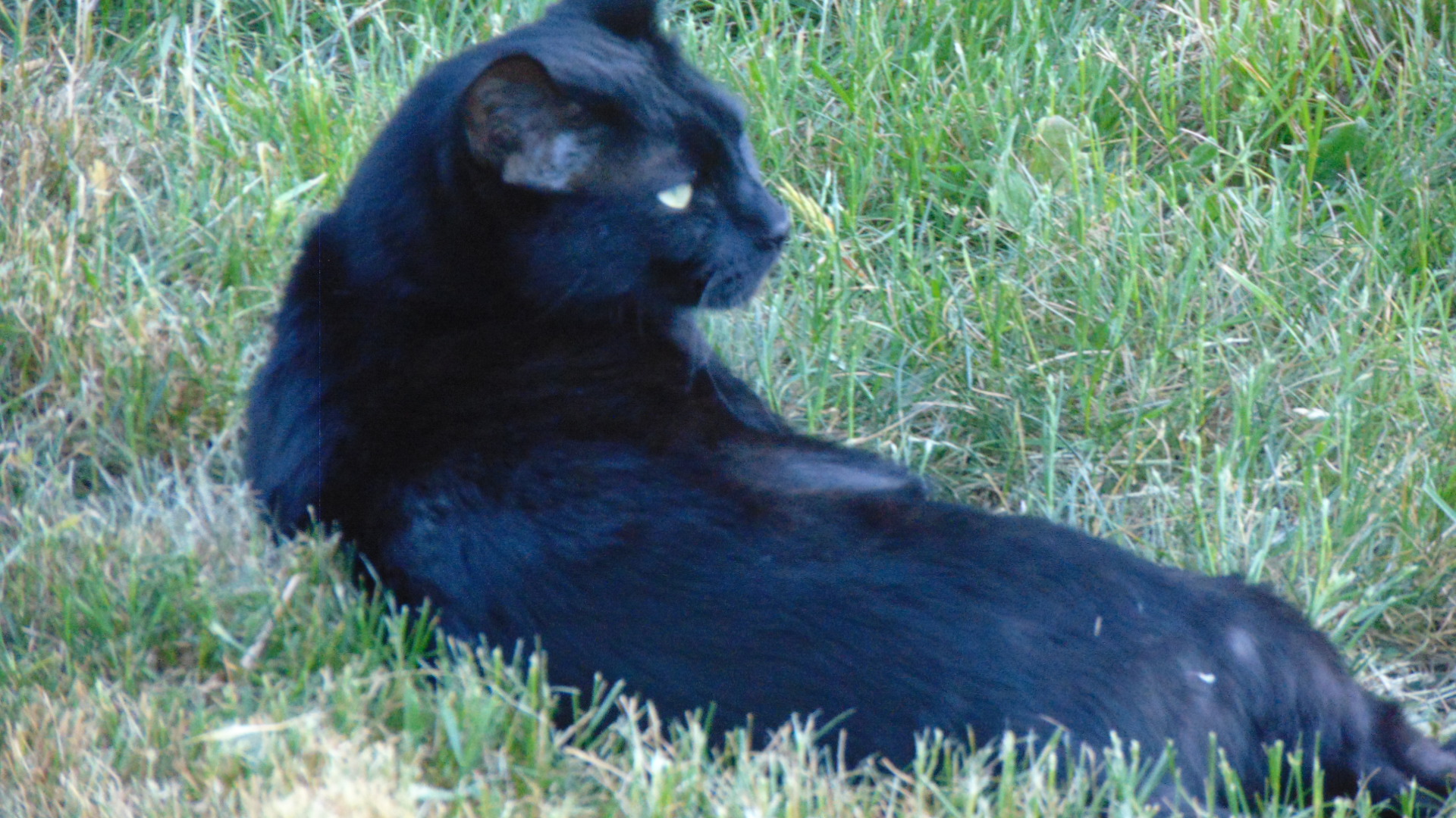 My black cat.