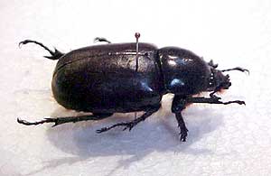 Catch dat One - Beetle