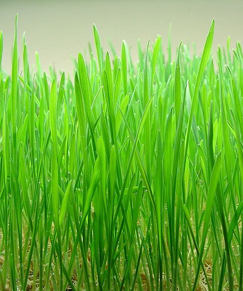 https://en.wikipedia.org/wiki/File:Wheatgrass.jpg https://en.wikipedia.org/wiki/File:Wheatgrass.jpg