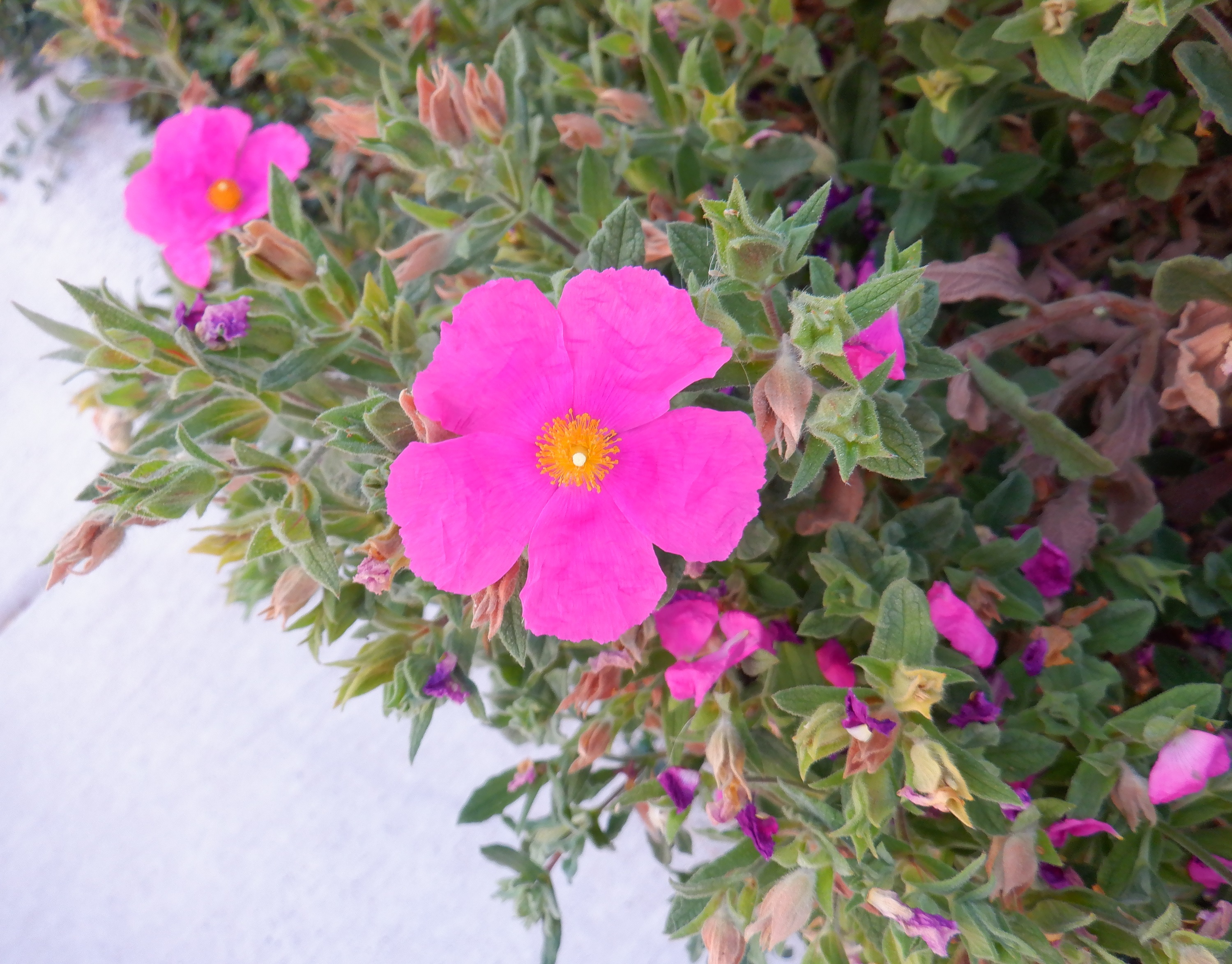 Photo of a flower I took on a walk 6-17-21 Photo of a flower I took on a walk 6-17-21