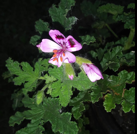 blooming blooming