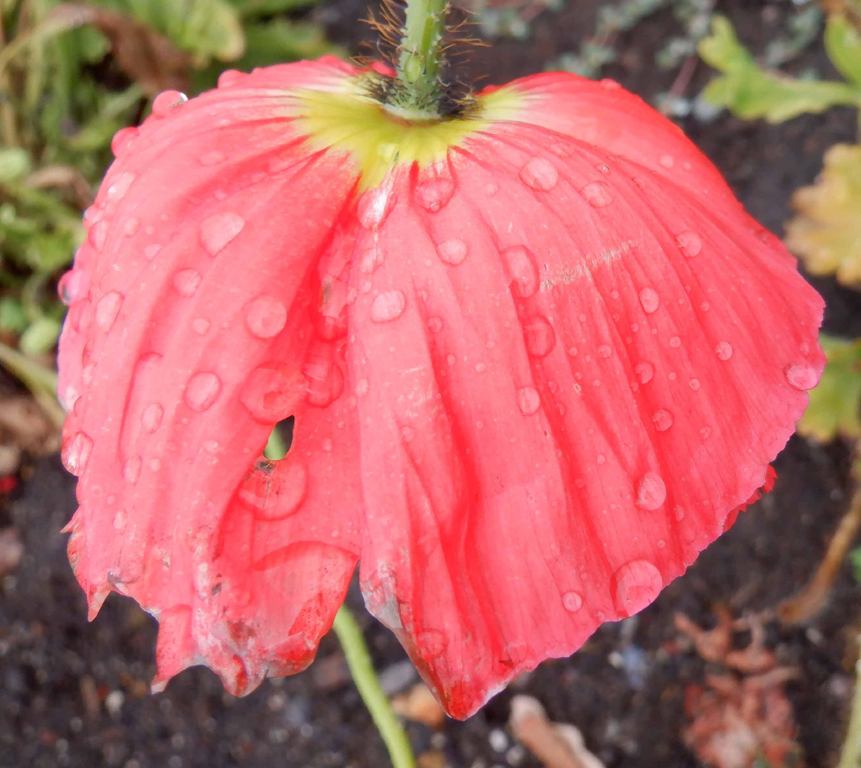 Flower photo taken by me