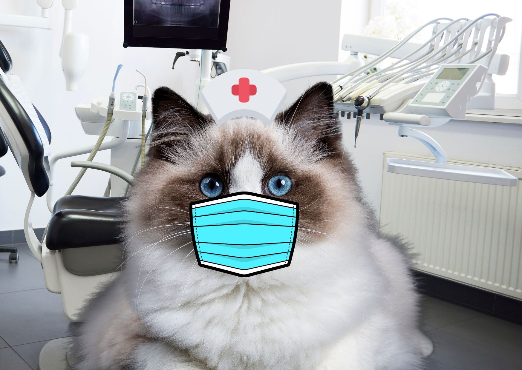 Nurse Kitty said Hi!