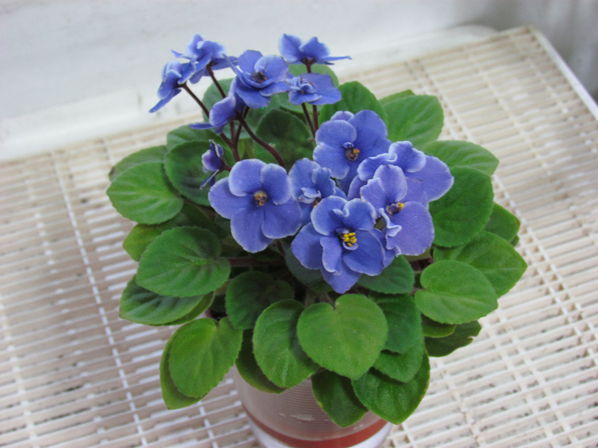 https://upload.wikimedia.org/wikipedia/commons/3/3c/African_Violet.jpg https://upload.wikimedia.org/wikipedia/commons/3/3c/African_Violet.jpg