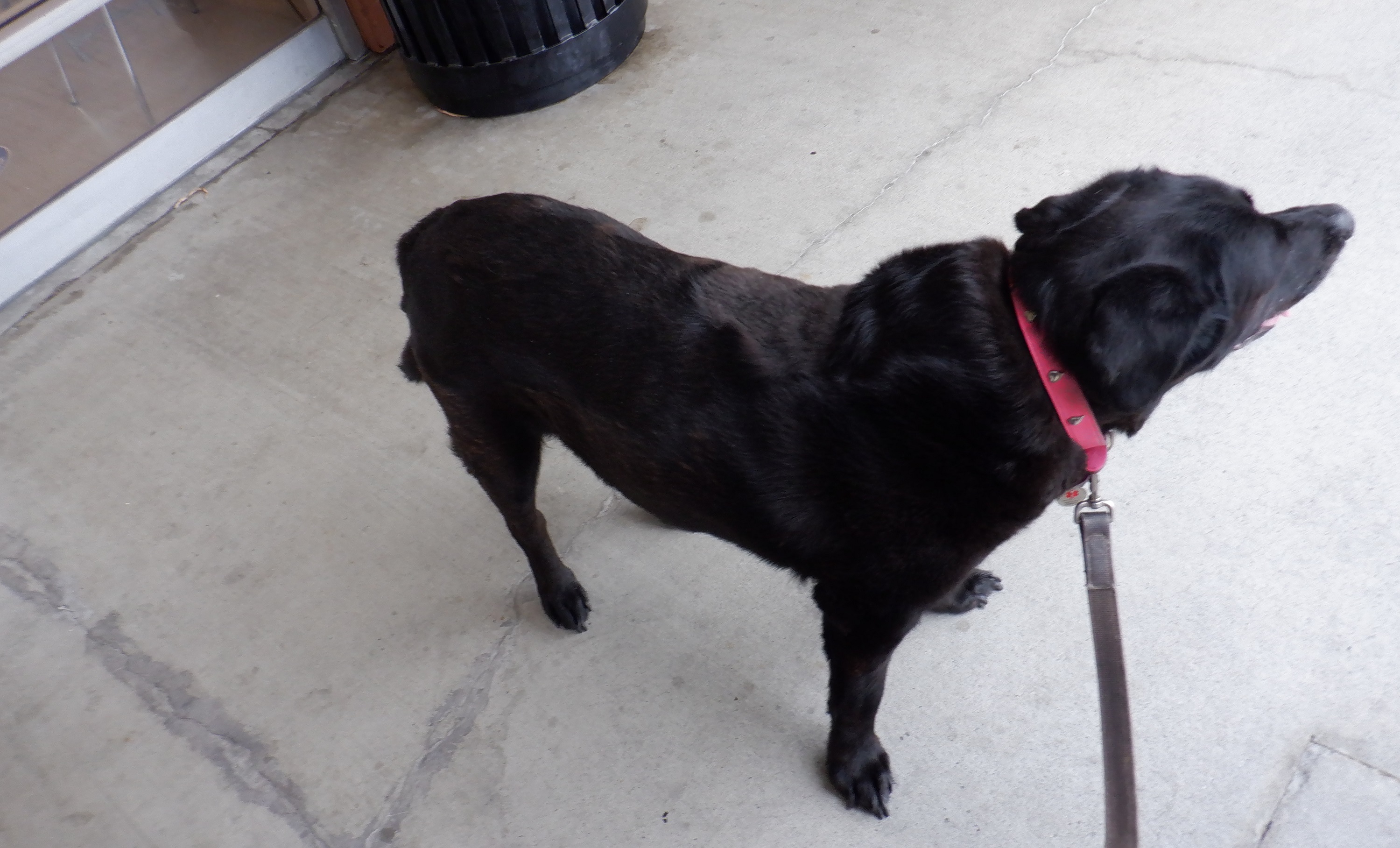 Photo I took of Angel in front of the vet 6-28-21