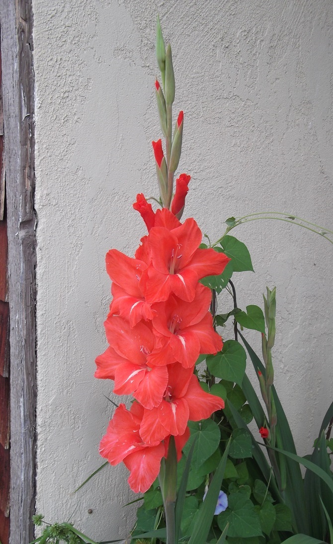 Gladiolus at my house 6-2-14 Gladiolus at my house 6-2-14