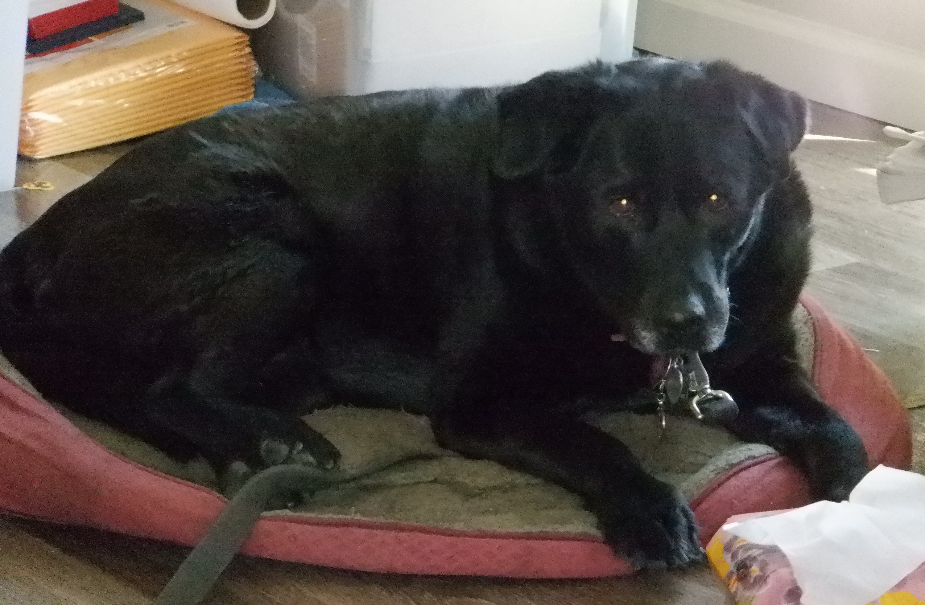Photo I took of Angel on her old bed. Photo I took of Angel on her old bed.