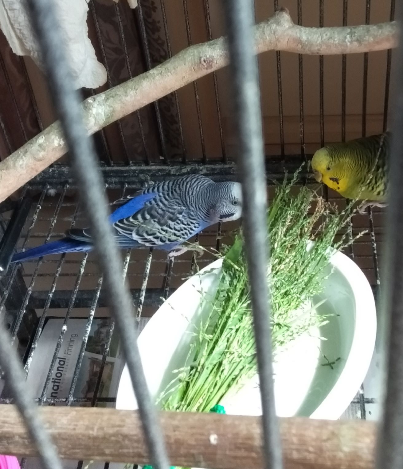 My birds enjoying some grass seed.