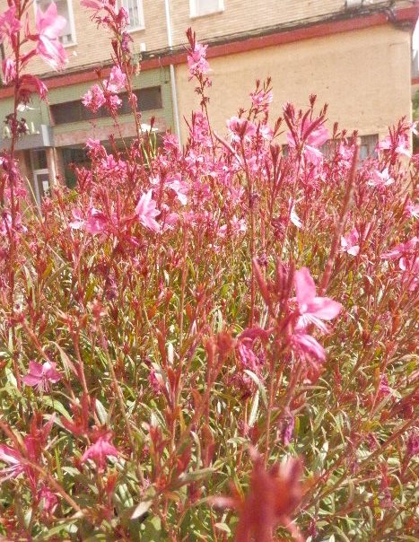 took this the other day red flowers,