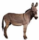 Donkey - Donkey