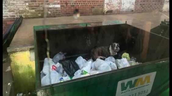 A female dog inside of a dumpster in Petersburg Virginia A female dog inside of a dumpster in Petersburg Virginia
