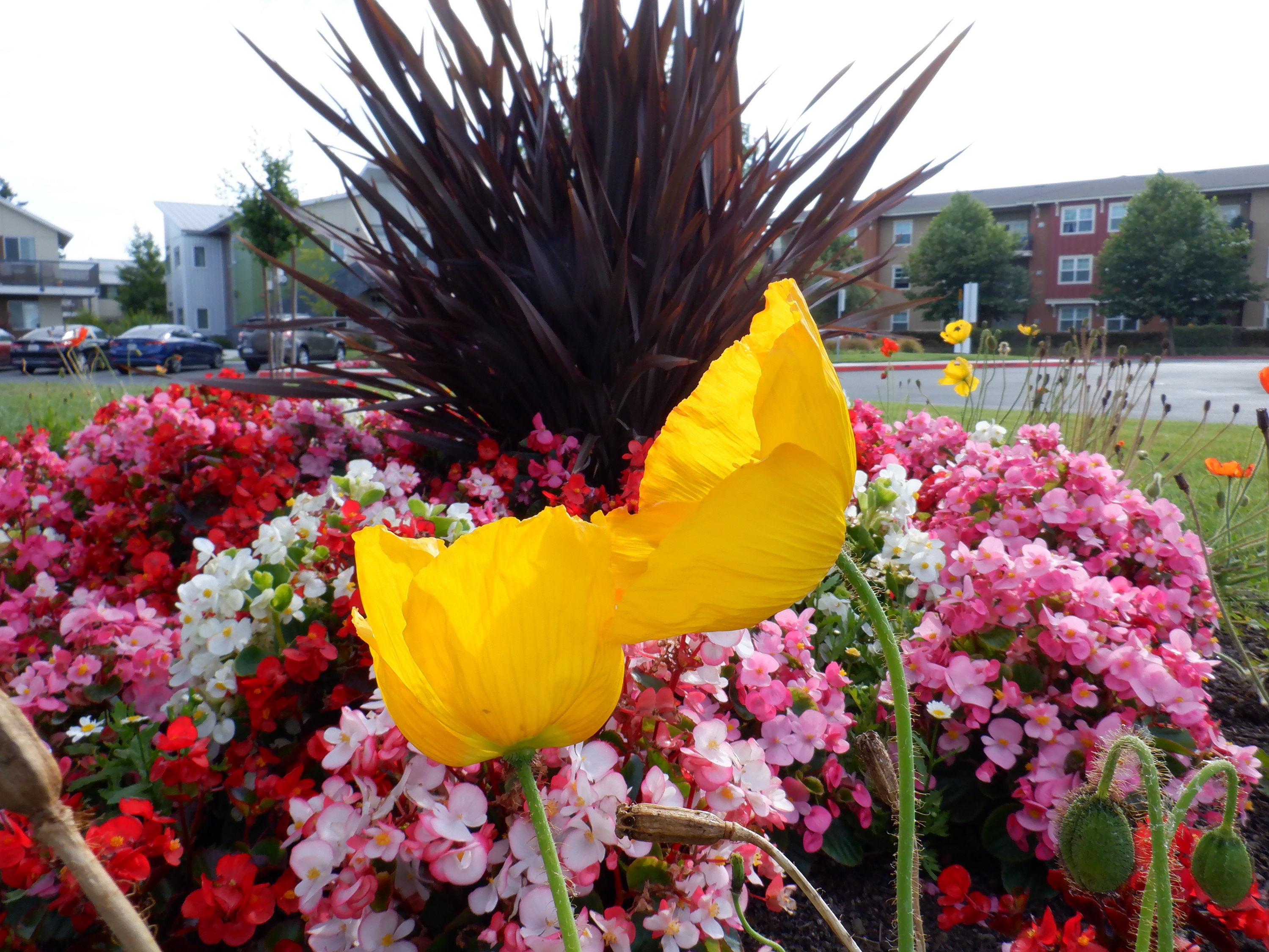 Photo I took of flowers in front of the apartment complex 7-5-21 Photo I took of flowers in front of the apartment complex 7-5-21