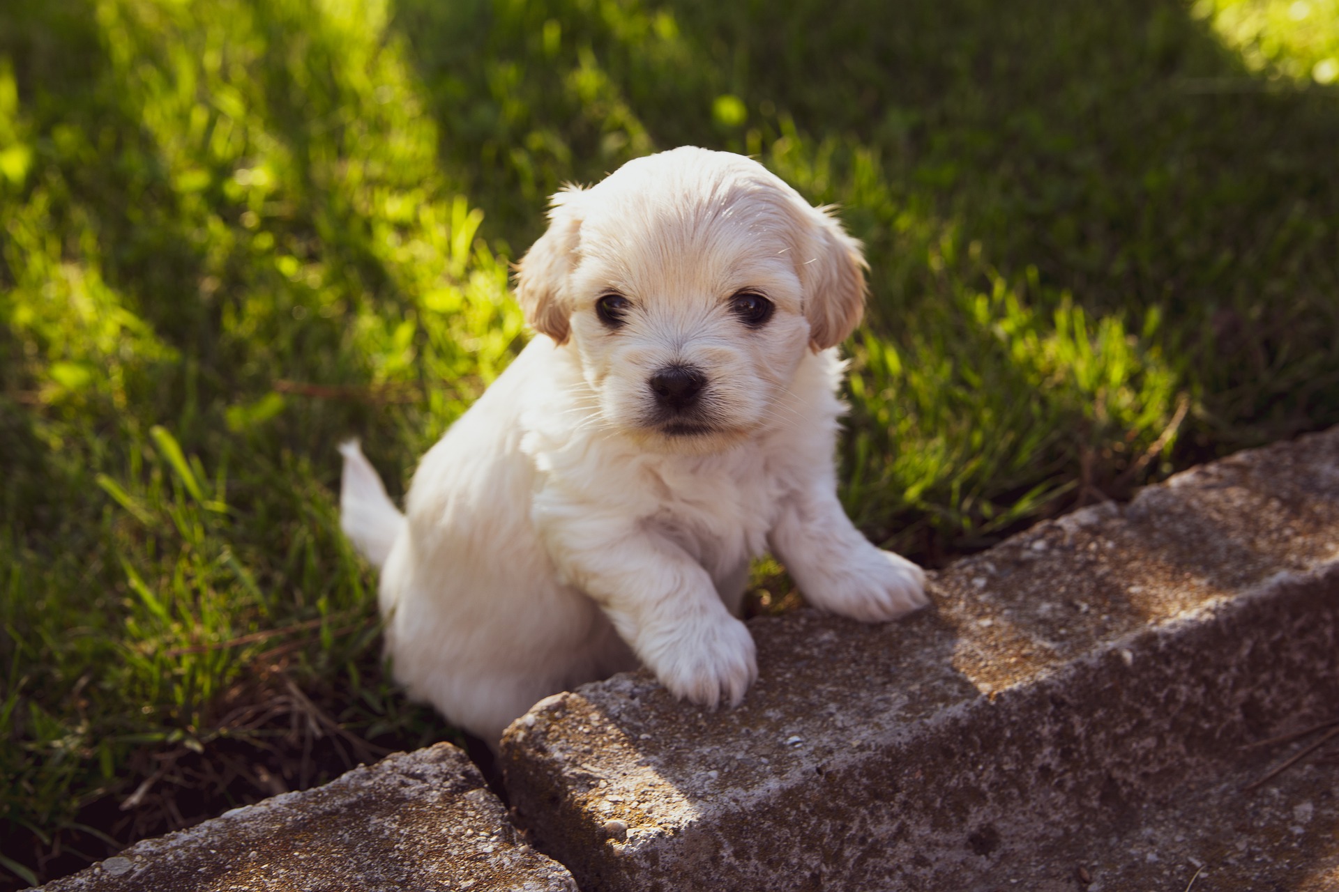 Will you meet your pooch again in Heaven? Will you meet your pooch again in Heaven?