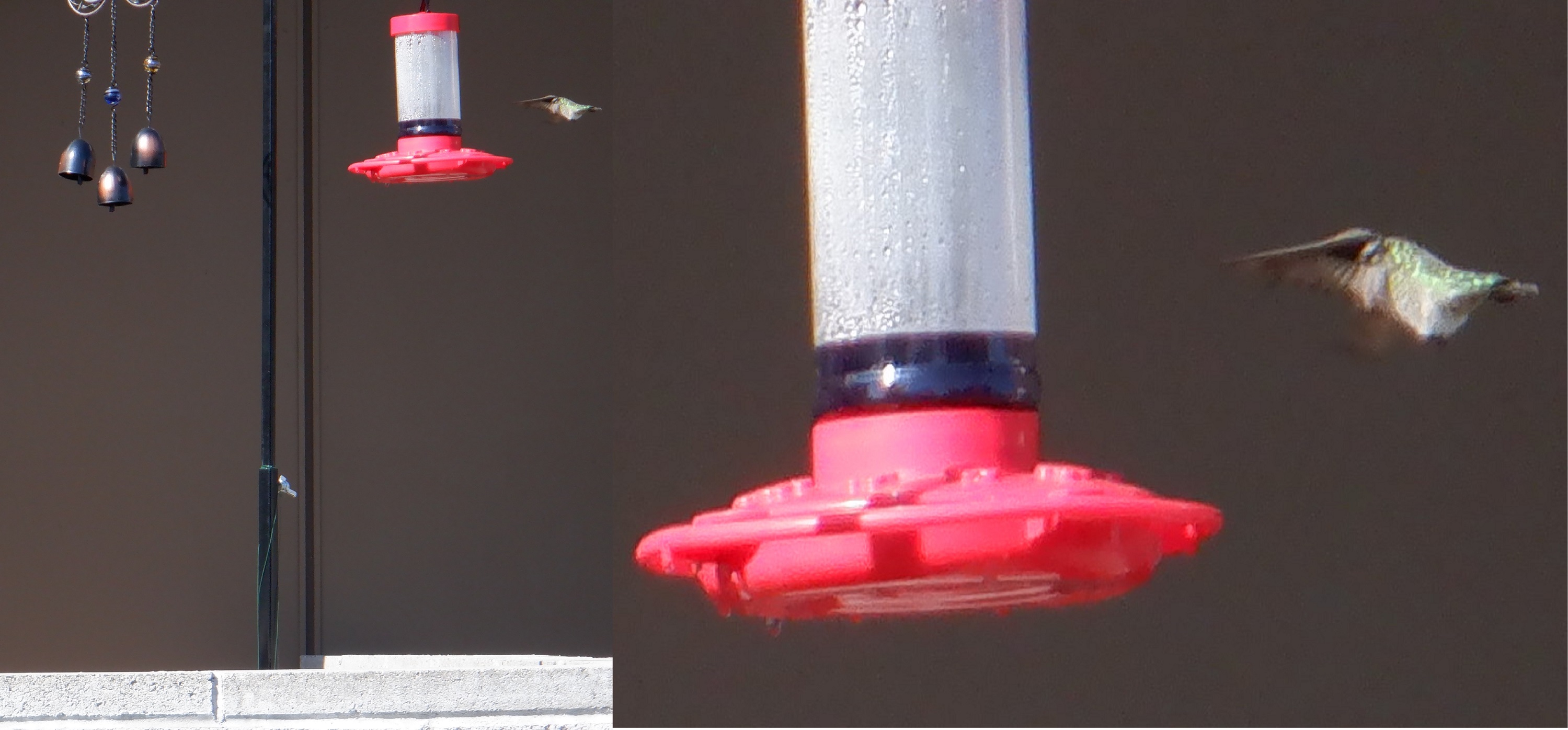 Photo I took of the latest hummingbird I saw at the feeder Photo I took of the latest hummingbird I saw at the feeder