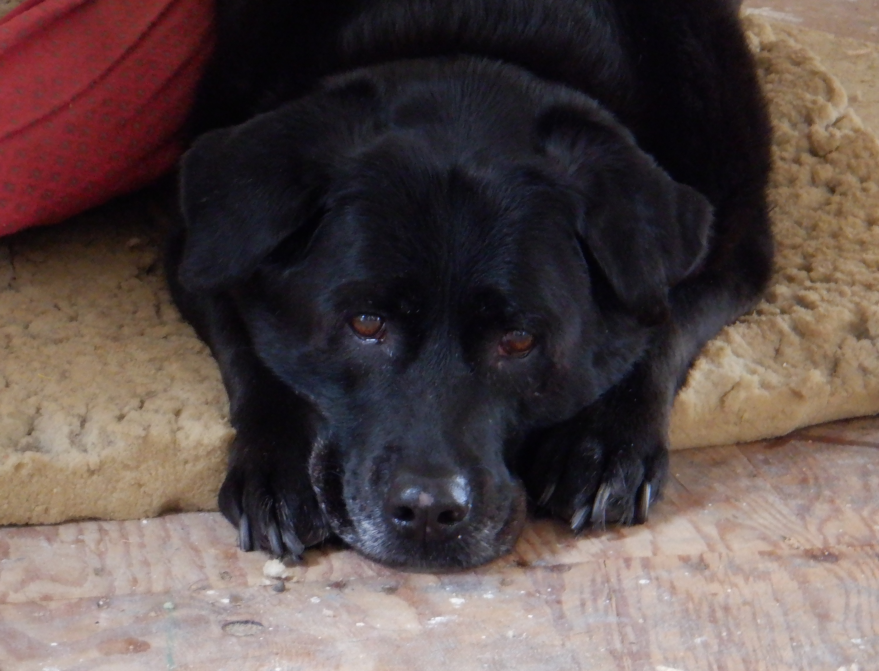 Photo I took of Angel back at the house Photo I took of Angel back at the house