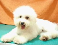 my favourite dog - lovely dog isn't it? my favourite dog - lovely dog isn't it?