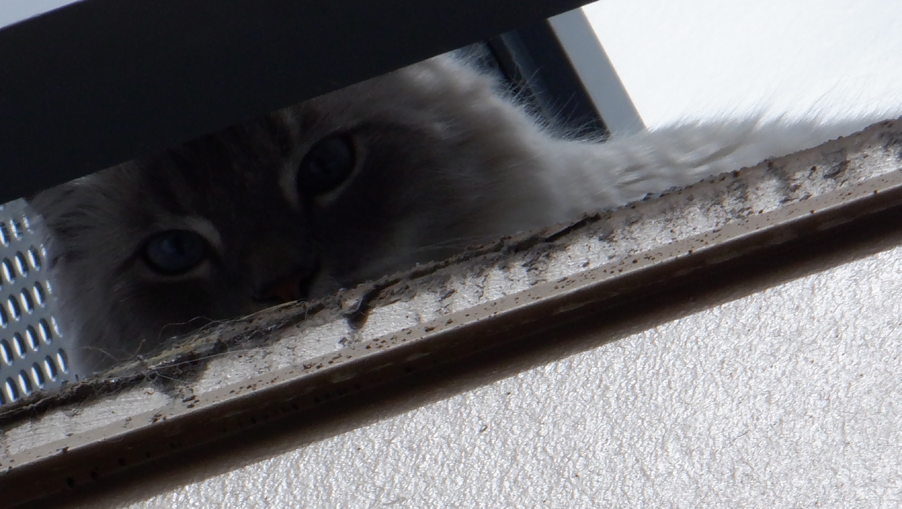Cat peeking at me from its balcony while I was on a walk Cat peeking at me from its balcony while I was on a walk