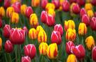 Tulips - These tulips are beautiful, aren't they?