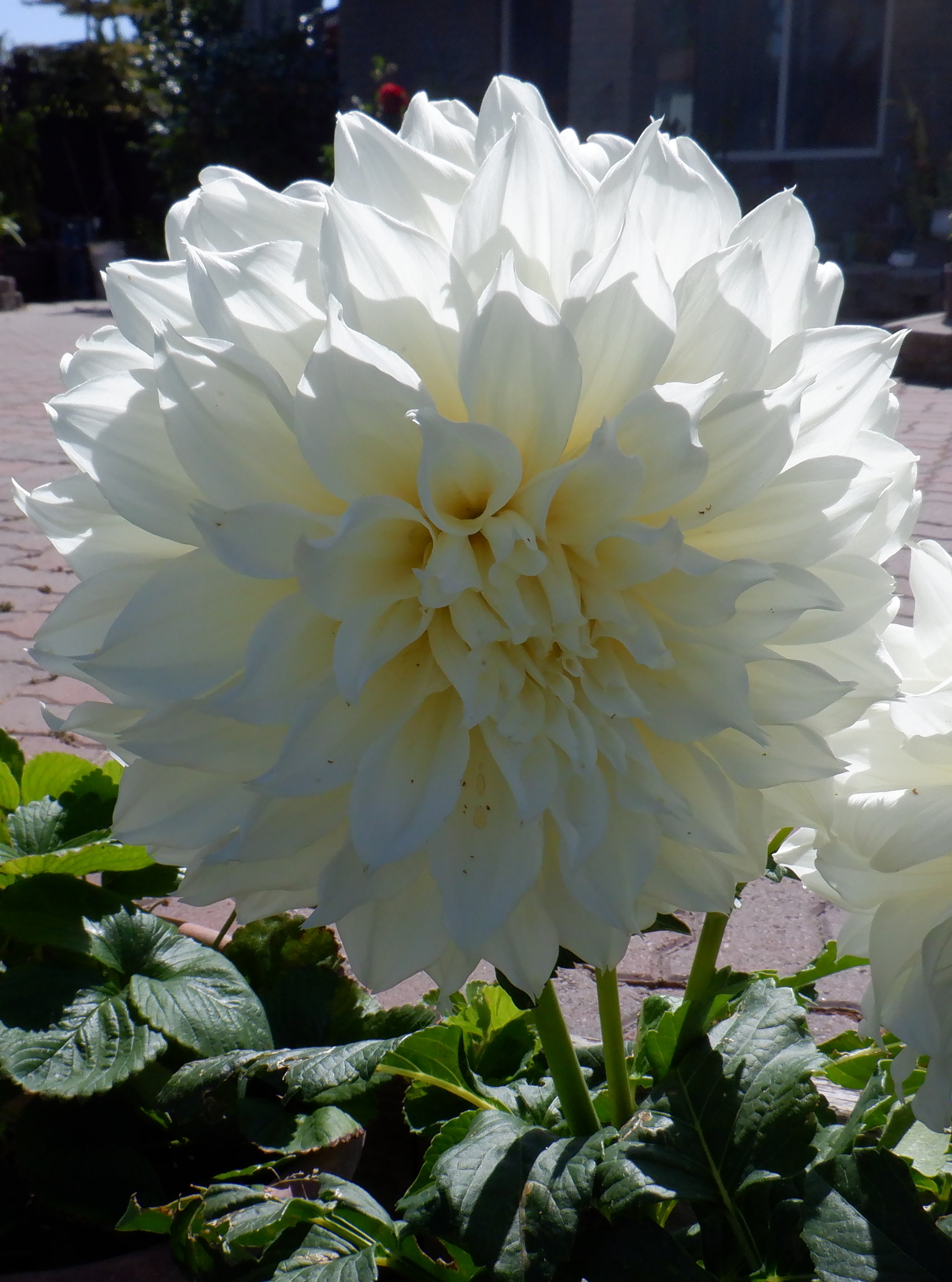 Photo taken by me 7-17-21 Photo taken by me 7-17-21