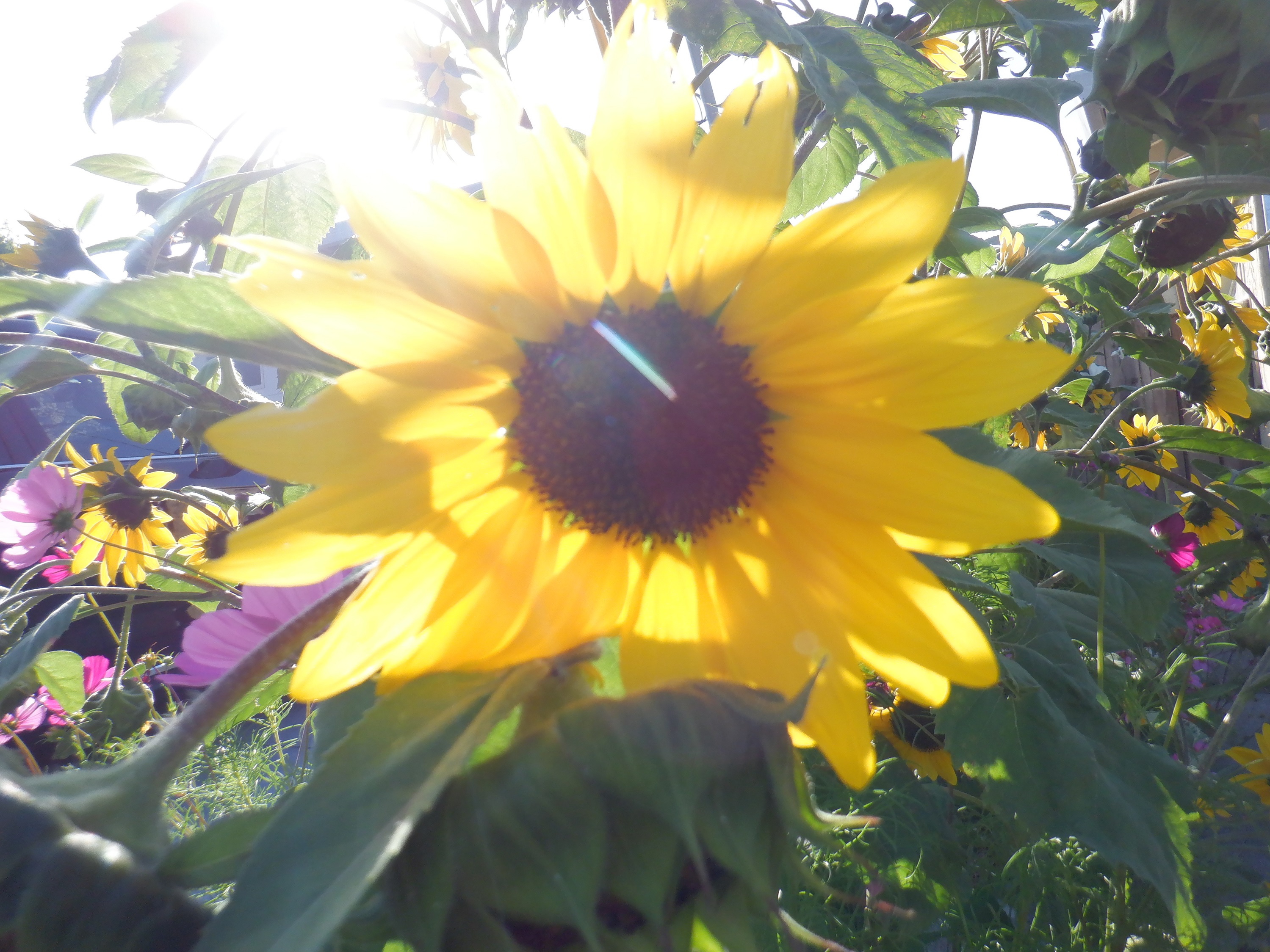 Photo taken by me 7-18-21