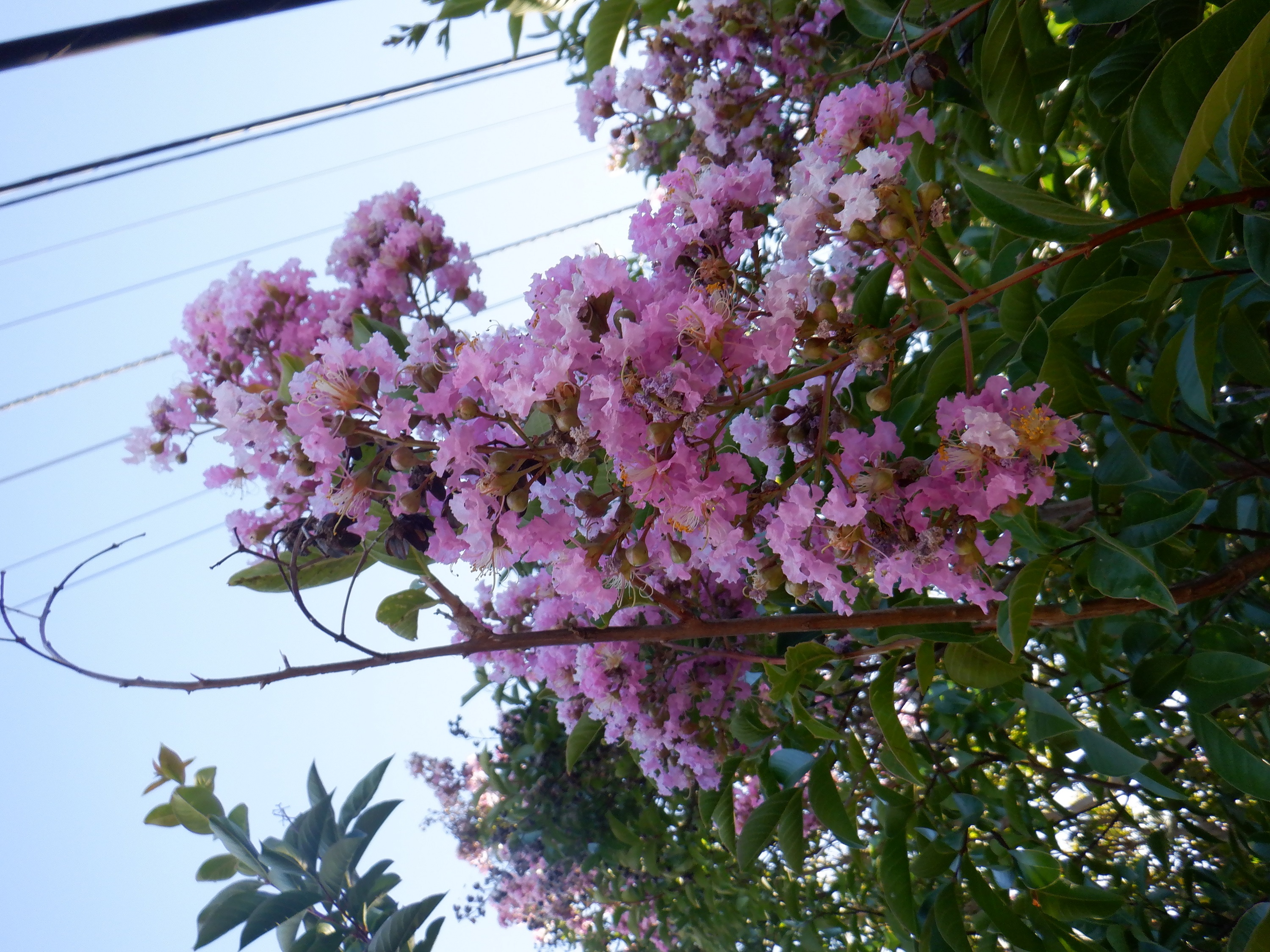 Photo I took last night on my way to church 7-21-21 Photo I took last night on my way to church 7-21-21