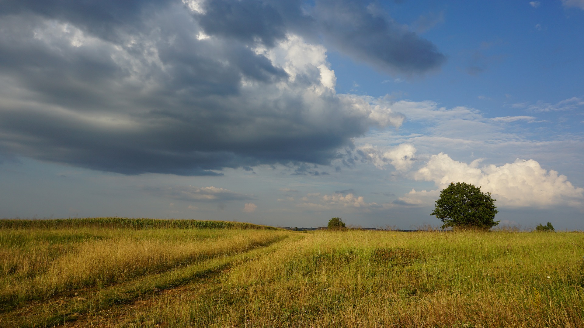 The fields at the back of his Grandmothers house were like this. No bush, only grass fields. The fields at the back of his Grandmothers house were like this. No bush, only grass fields.