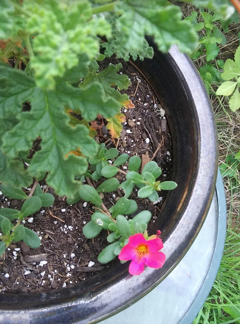 purslane and citronella purslane and citronella