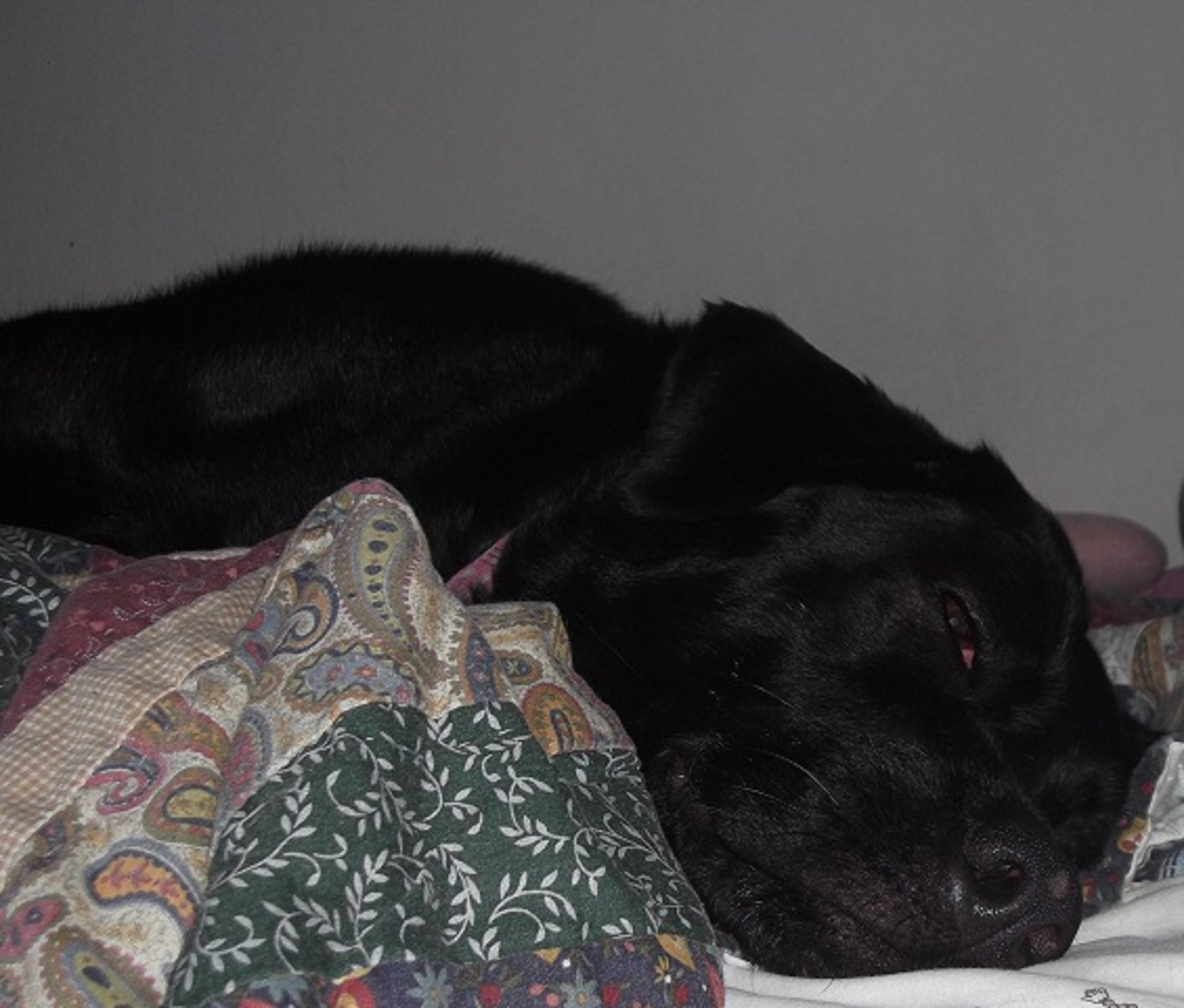 Angel on my bed at the house 9-18-14 Angel on my bed at the house 9-18-14