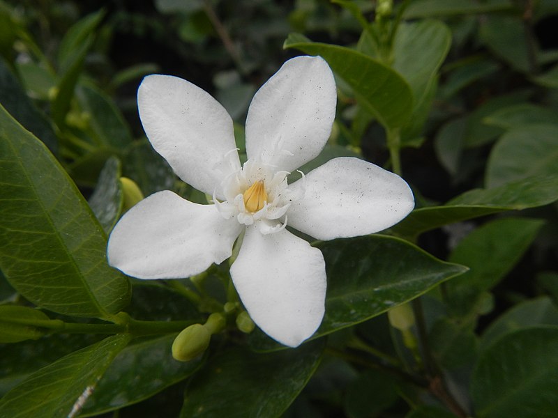 https://commons.wikimedia.org/wiki/File:03200jfWhite_angel_Philippines_Wrightia_antidysentericafvf_11.jpg