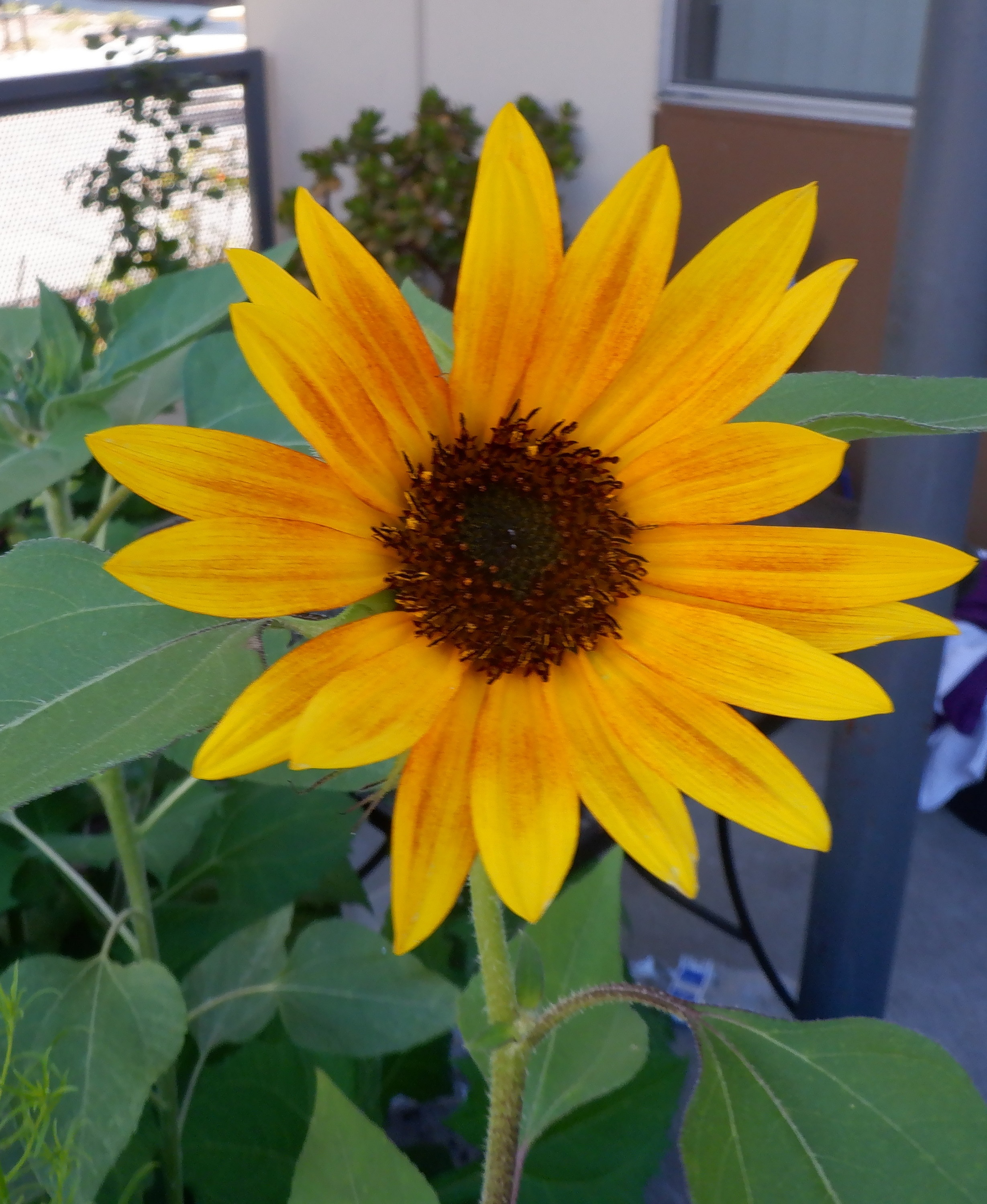 Morning walk 7-31-21