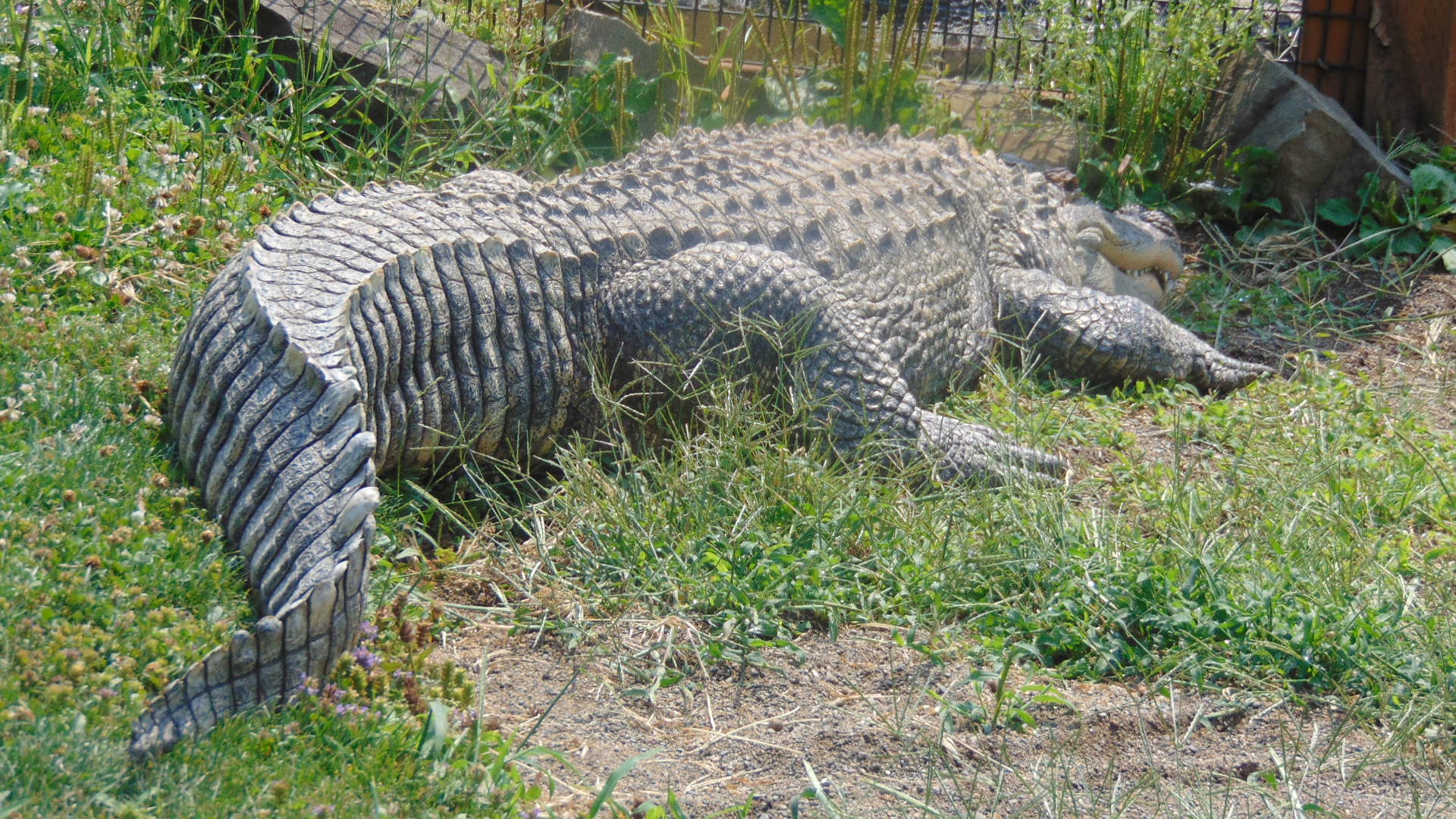 Gator at the zoo.