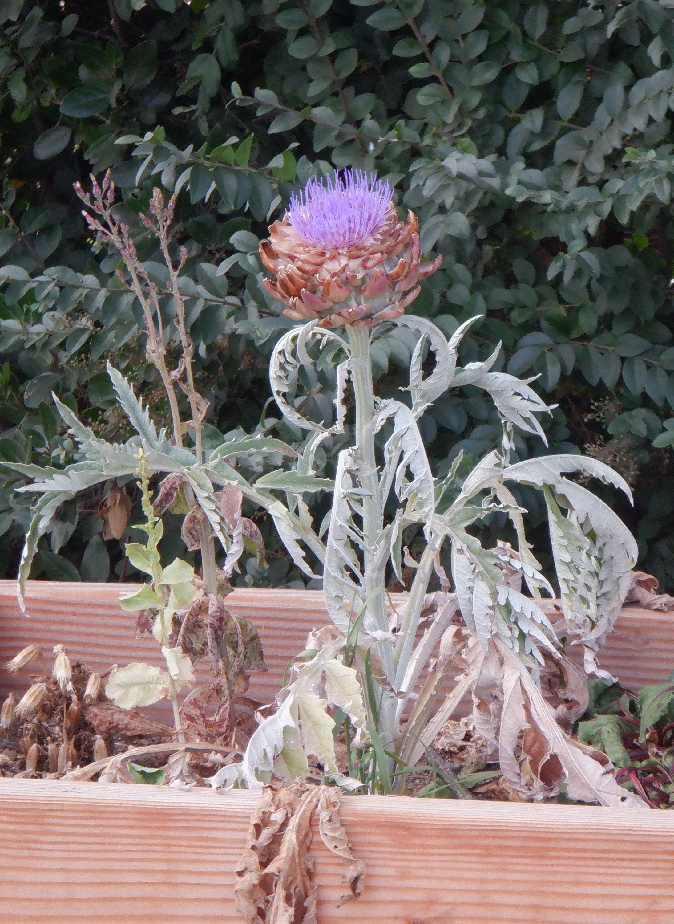 Flowering artichoke I got a photo of on a walk Flowering artichoke I got a photo of on a walk