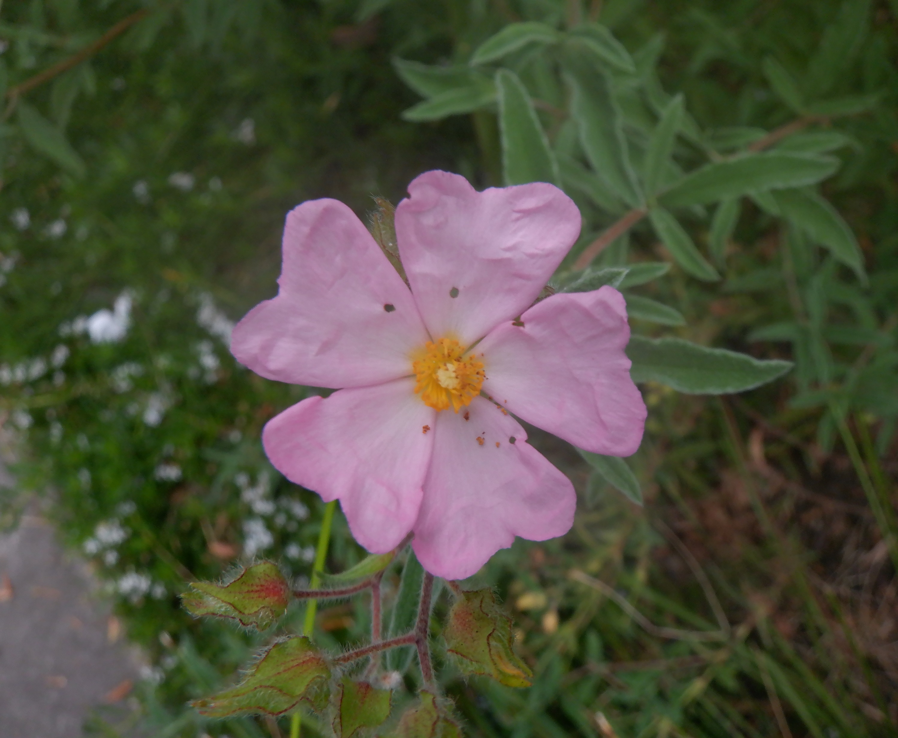 Flower on walk 8-3-21 Flower on walk 8-3-21